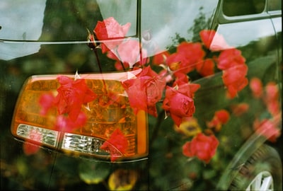 透明玻璃瓶中的红花